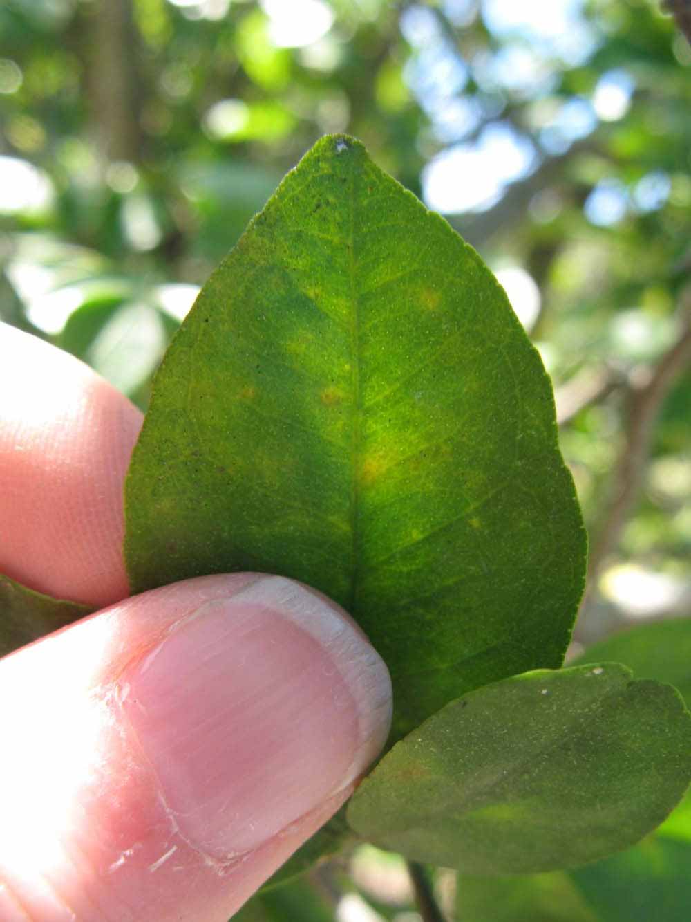              Margin (Winter Haven, FL)       